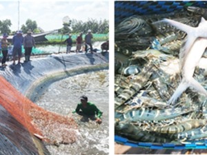 Bến Tre: Nuôi ghép cá măng và tôm sú 